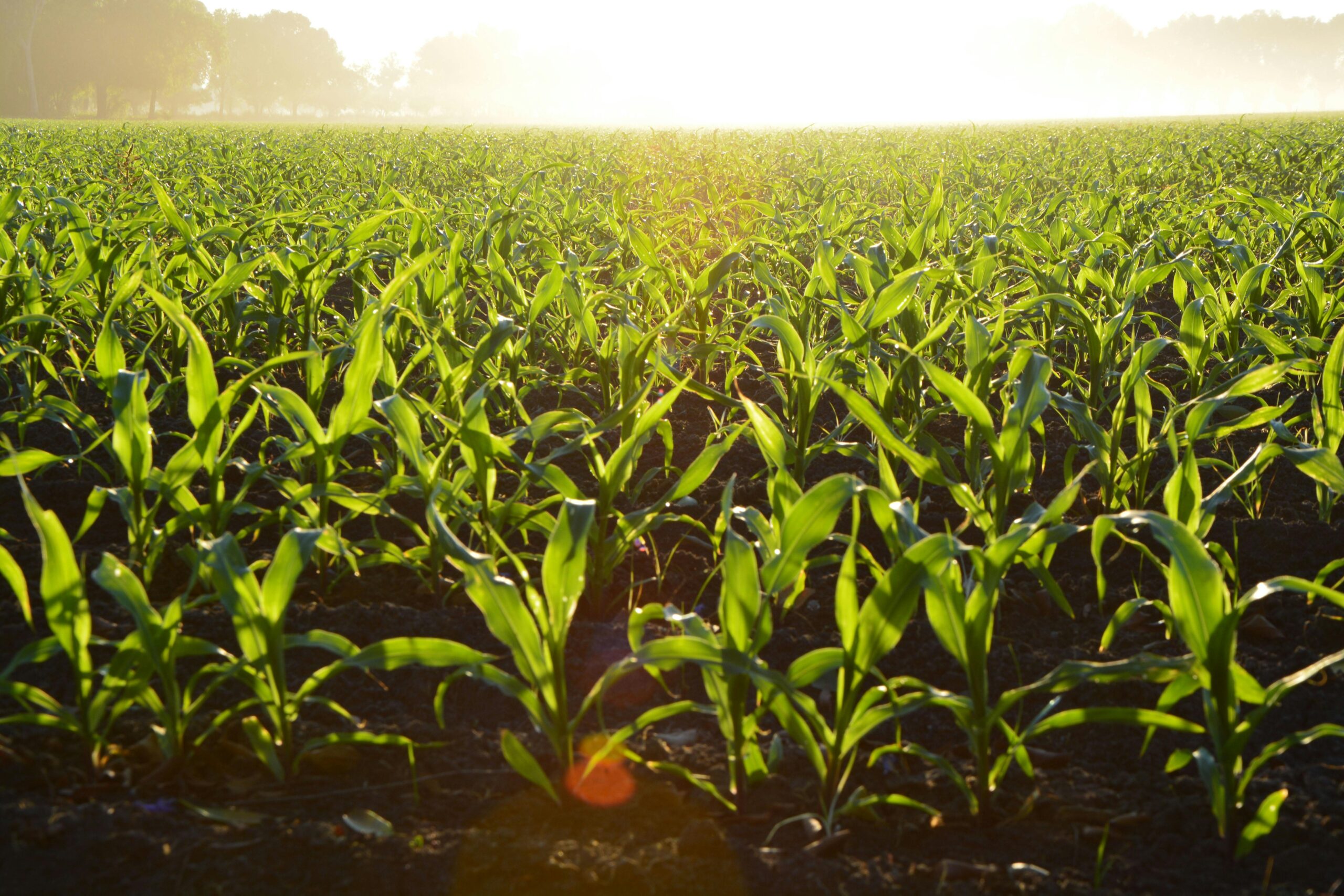 Iowa corn field